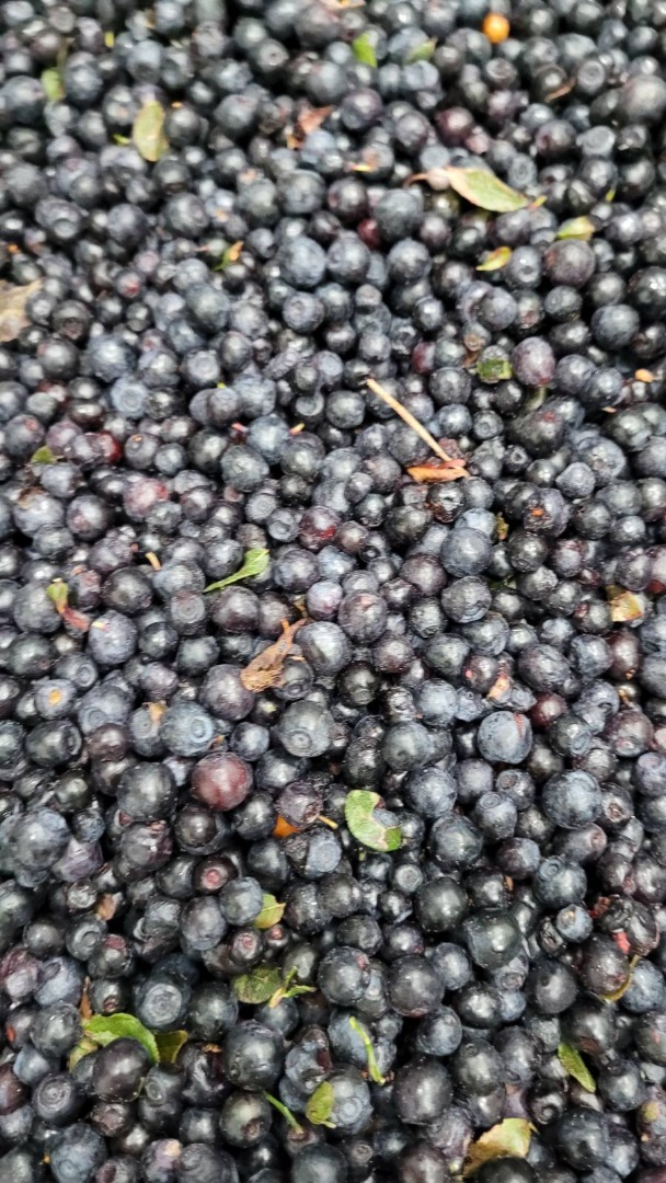 Tengo que vender bayas del bosque de origen ucraniano: 20 t con hojas a un precio de 2,8 E/kg