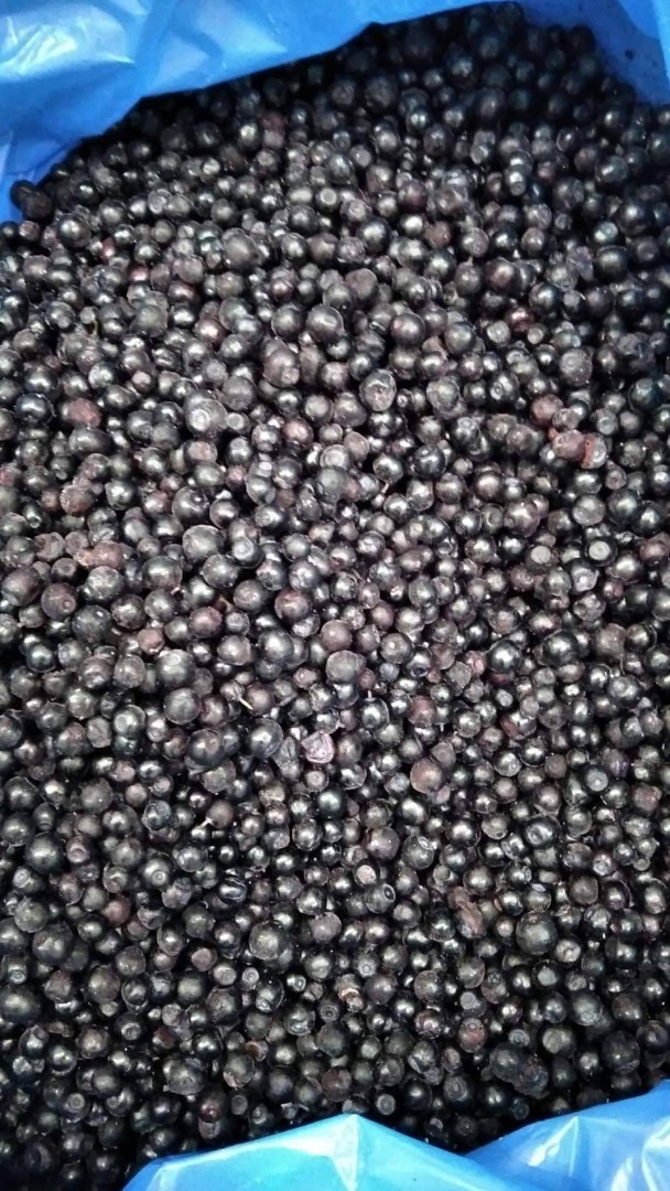 Tengo que vender bayas del bosque de origen Ucrania: 20 t peladas a un precio de 3,05 E/kg