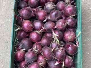 Tengo unas 300 toneladas de cebolla morada, calibre 4+