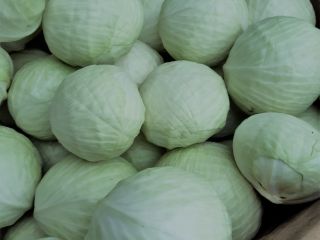 Hola vendo repollo blanco mercado 1-4 kg cantidades camion