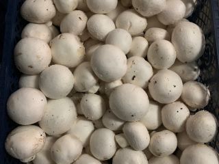 Venderé champiñones blancos en jaulas de 3/4 kg. Bonitos
