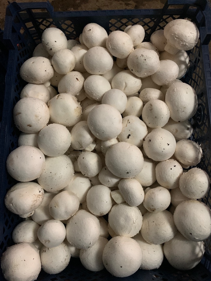 Venderé champiñones blancos en jaulas de 3/4 kg