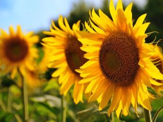 Venderé semillas de girasol para hornear. Base de suministro: