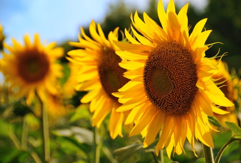 Venderé semillas de girasol para hornear