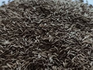 Semillas de alcaravea de buena calidad. Cargas completas de