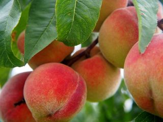 Uno de los principales productores de melocotones, kiwis, nectarinas,