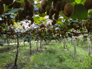 Uno de los principales productores de kiwi, nectarinas, albaricoques,