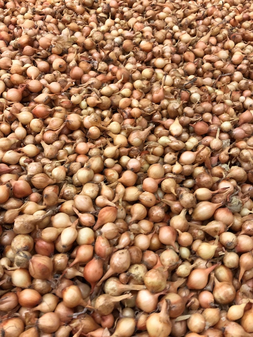 Hola tengo a la venta cebollas Sturon Stuttgarter Karmen calibre 10/21 precio desde 1,5 kg envasadas en sacos de 10 kg o big bag de 1000 kg recogida en holanda