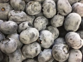 Arándanos con capa gris blanquecina, recogidos a mano, grandes,