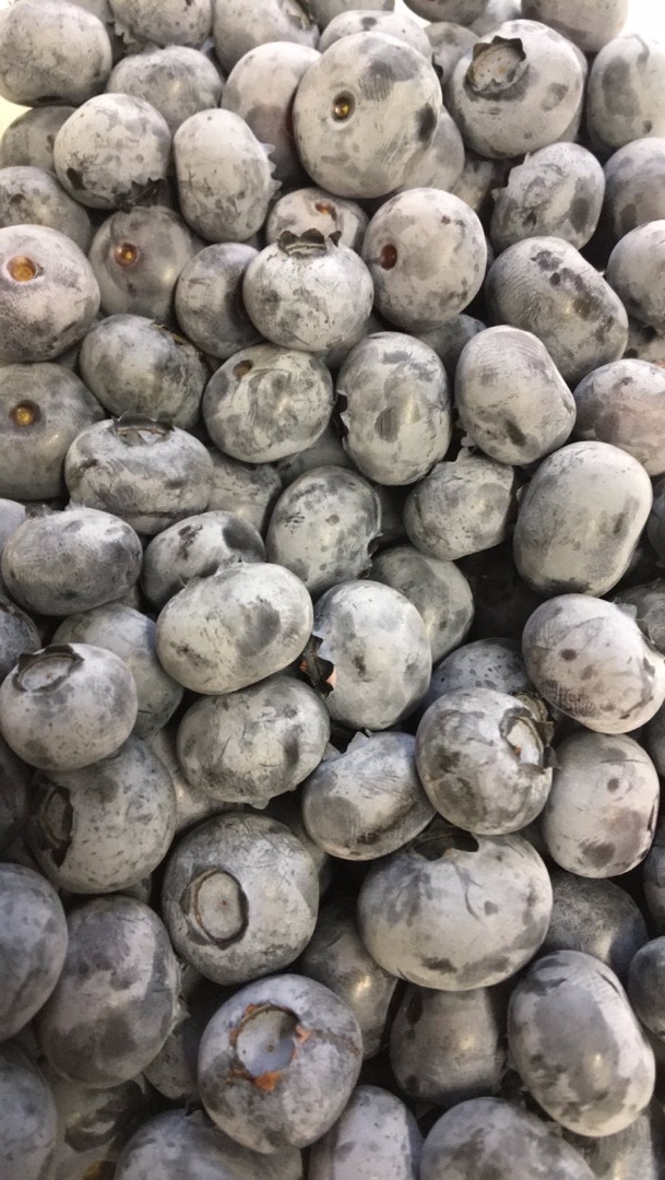 Arándanos con capa gris blanquecina, recogidos a mano, grandes, muy dulces