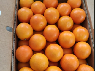 Naranja egipcia de alta calidad. Directamente del fabricante. Pedido