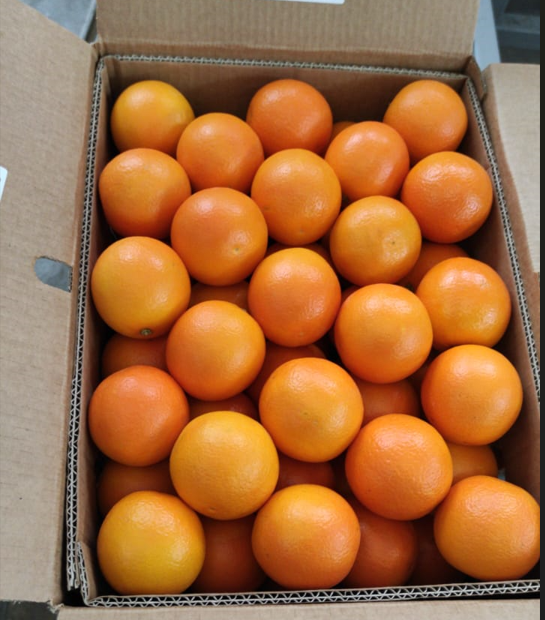 Naranja egipcia de alta calidad