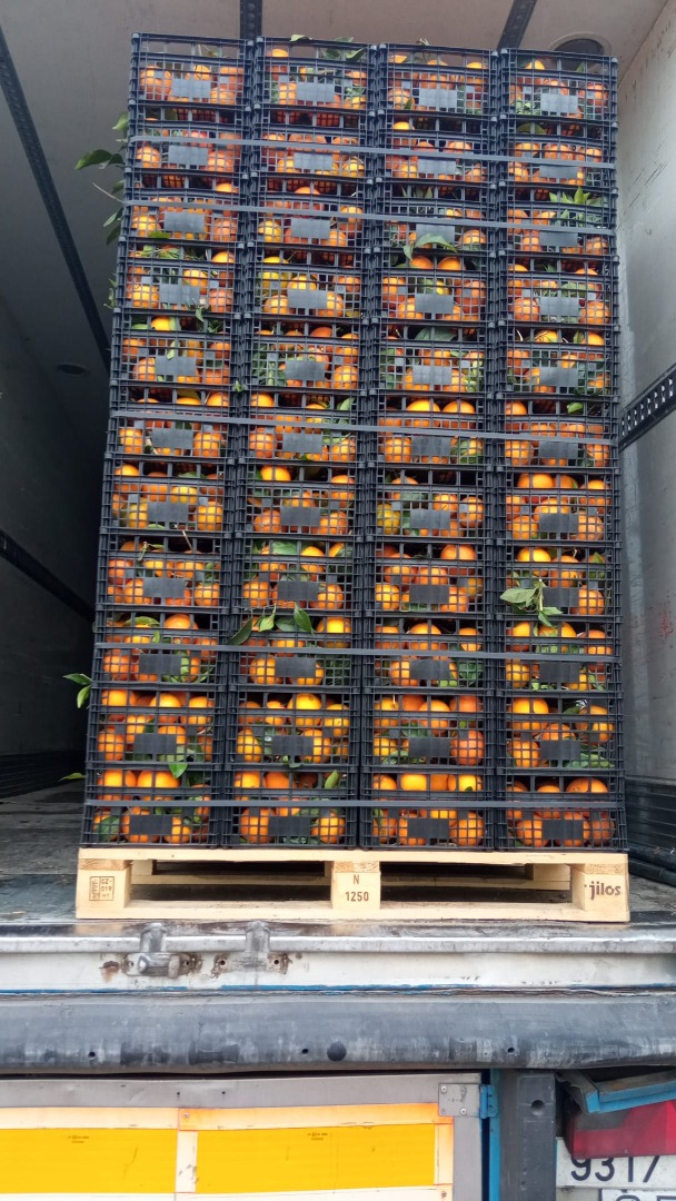 Lemons, oranges and clementines, fresh from the tree