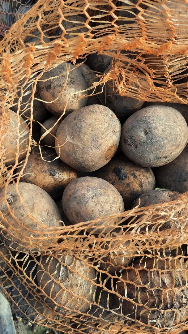Patatas comestibles Gala y Red Lady envasadas en sacos de 12 kg