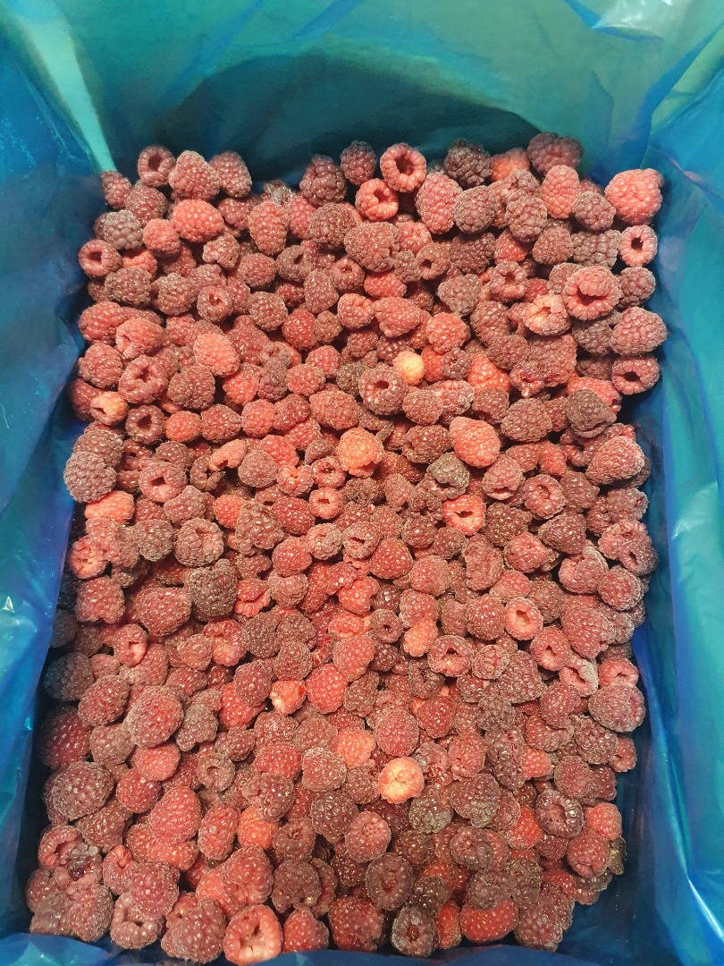 Ofrecemos frambuesas congeladas, envasadas en cartón de 12 kg netos, bajo pedido también podemos hacer bolsas gastro de 2,5 kg