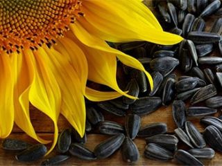 Vendo girasoles, primera calidad, precio 4 lei por kg,