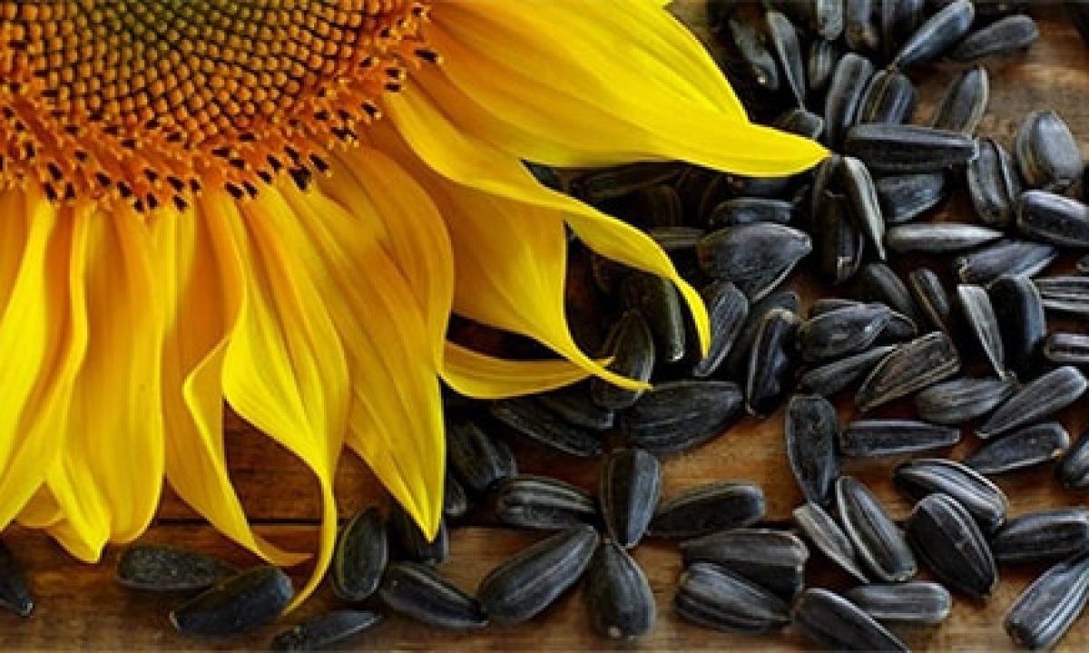 Vendo girasoles, primera calidad, precio 4 lei por kg, negociable, cantidad 50-60 toneladas, la flor se almacena en un silo de grano