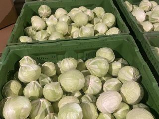 Venderé cantidades de camiones de repollo blanco Productos muy