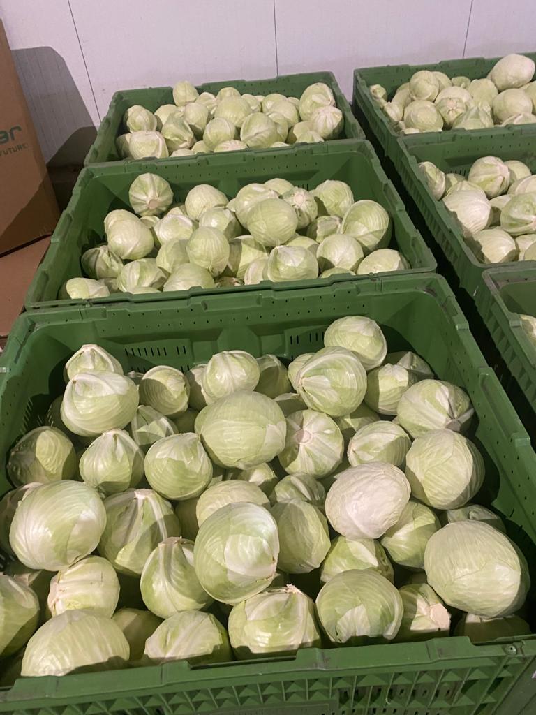 Venderé cantidades de camiones de repollo blanco Productos muy buenos Tengo un certificado GAP global También ofrezco repollo rojo, col de Saboya, col china