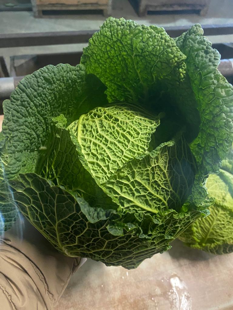 Repollo de Saboya a la venta Tengo cantidades de camiones Los productos son muy buenos También tengo repollo blanco, repollo rojo, repollo chino y manzanas