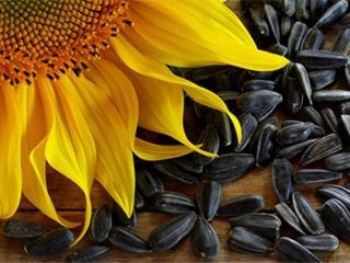 Estamos comprando semillas de girasol STAS, el precio ofrecido
