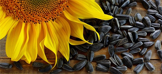 Estamos comprando semillas de girasol STAS, el precio ofrecido es para la entrega en nuestra sede en Agigea - Constanta (no está en el puerto)