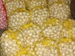 Primavera de ajo casero. Unos 500 kg.