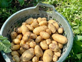 Vendo papas de mesa cerosas (corona) Si está interesado,