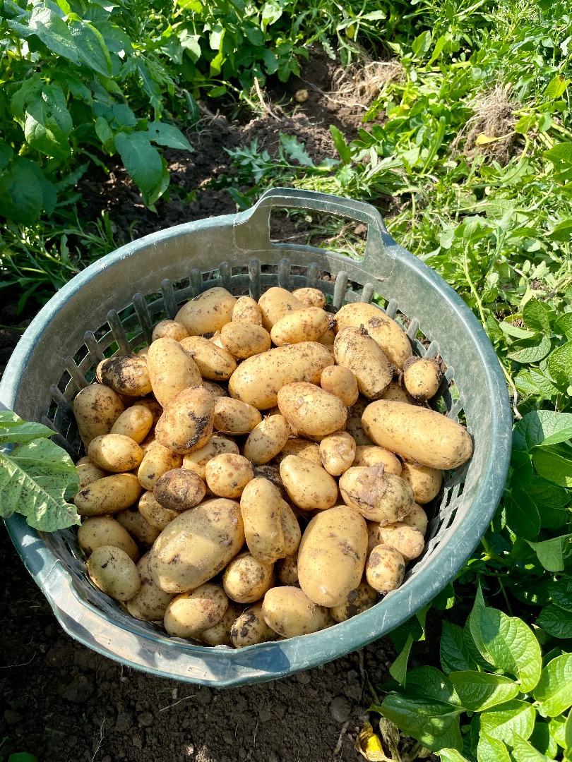 Vendo papas de mesa cerosas (corona) Si está interesado, por favor escriba