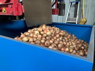 Hola, tengo cebollas amarillas a la venta en Holanda