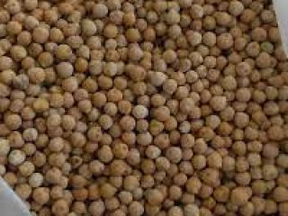 ESPECIFICACIONES: Tipo de producto: Garbanzos Material extraño: 0,2 %