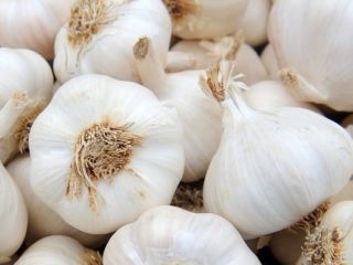 Me gustaría comprar ajo blanco, tal vez ajo español.