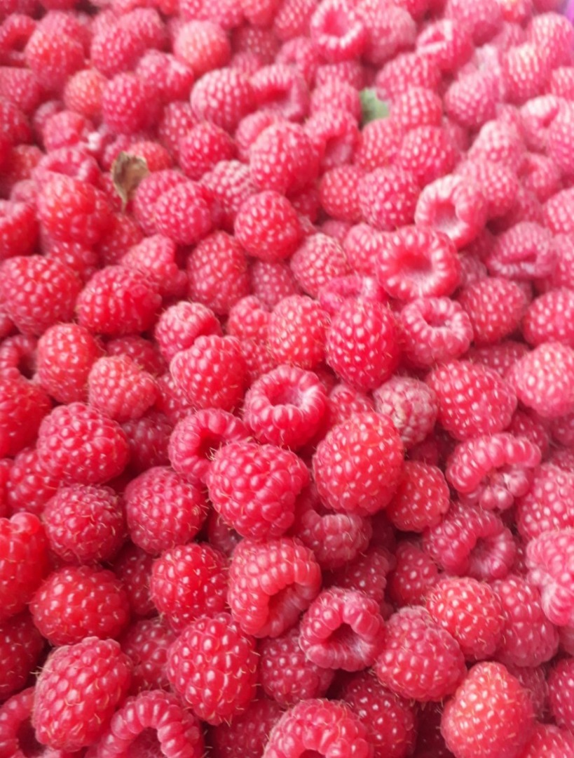 Frambuesa Bio Organic (la frambuesa tiene un certificado de origen orgánico) Variedad: Fertődi jugosa Cantidad: 5t Envase 12kg Ubicación y origen: Serbia