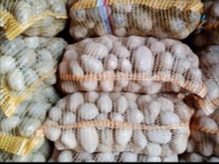 Patatas a la venta, variedad Bellarosa, Jurek, Satina Comestible,