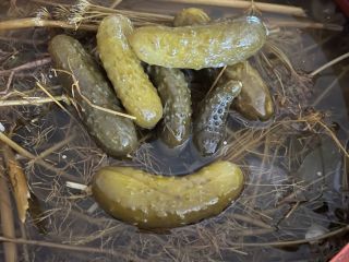Pepinillos en vinagre. Hola, tengo para ofrecer pepino encurtido
