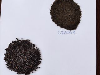 Vendo semillas de tomillo, salvia, ajedrea, melisa.También tengo hierbas