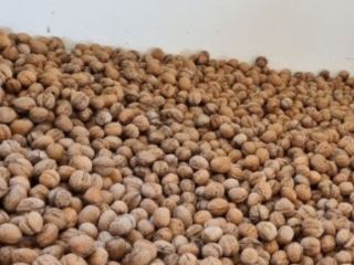 Vendo nueces con cascara BIO, muy bonitas, faciles de