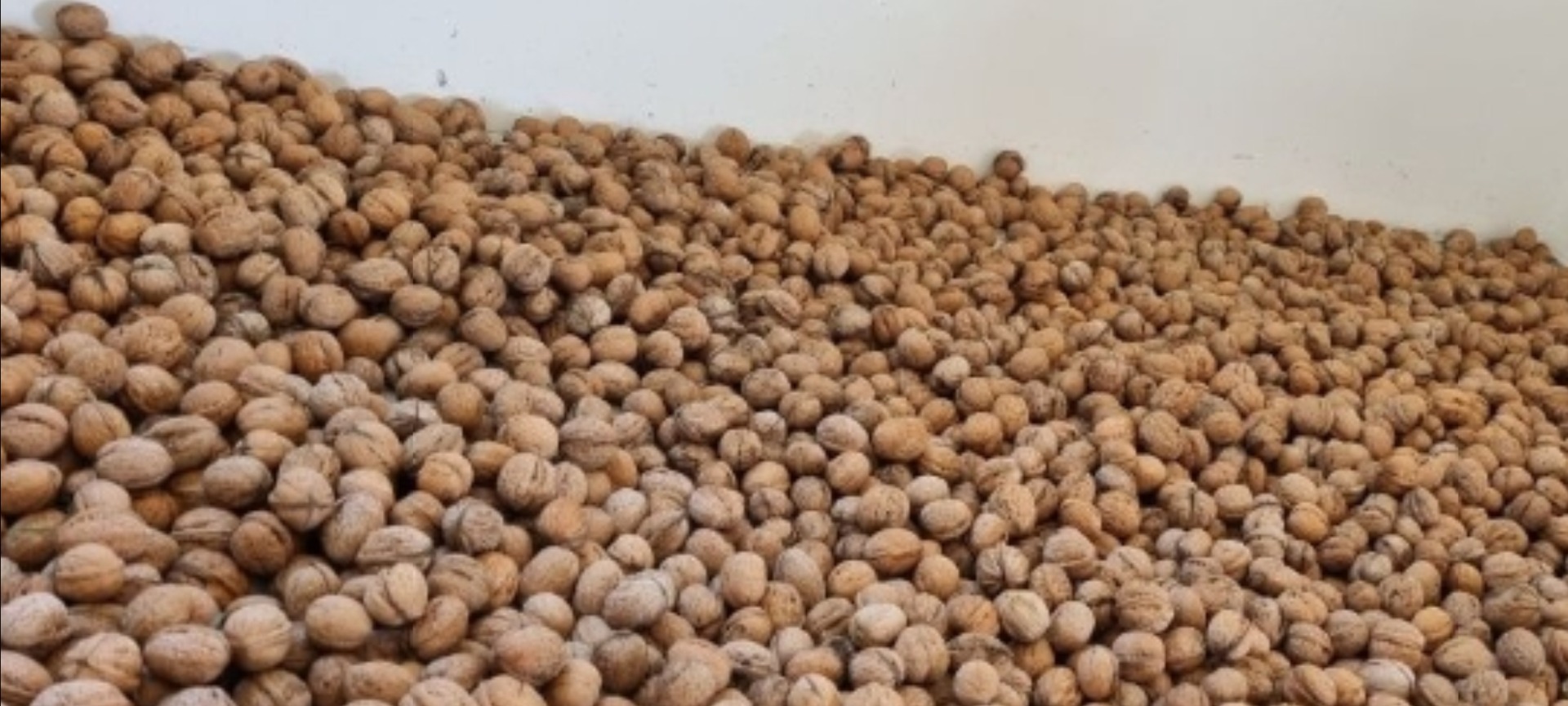 Vendo nueces con cascara BIO, muy bonitas, faciles de rajar y muy buenas al gusto, mas detalles al telefono