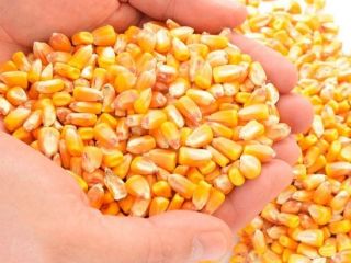 El maíz amarillo es una variedad de maíz dulce.