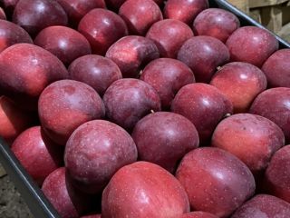 Estamos vendiendo manzanas en toda Europa. El precio es