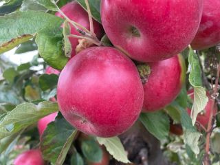 Hemos estado involucrados en la industria de la manzana