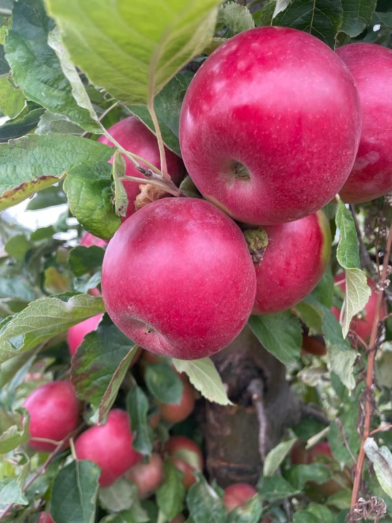 Hemos estado involucrados en la industria de la manzana por más de 20 años distribuidores/exportadores Siempre tenemos frutas y verduras frescas y de temporada
