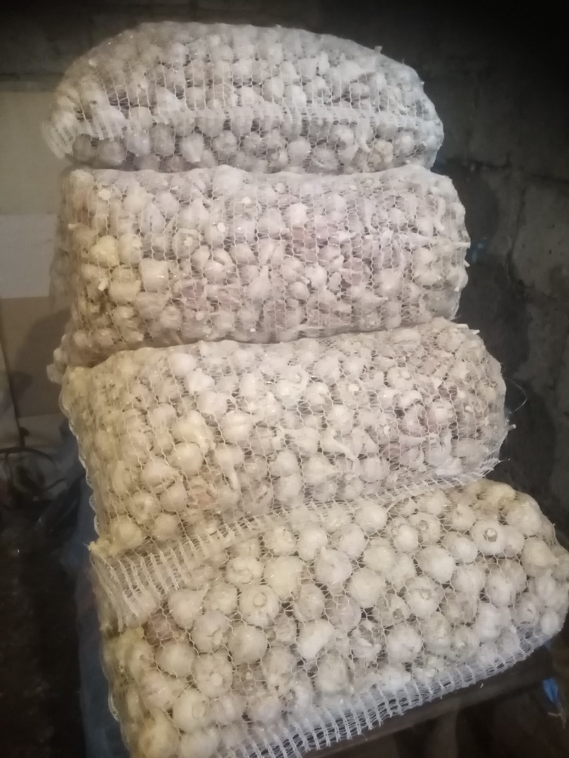 Hola, vendo ajo Harnaś, de hoja ancha, ruso, por kg total 510 kg empacado en bolsas de 15 kg