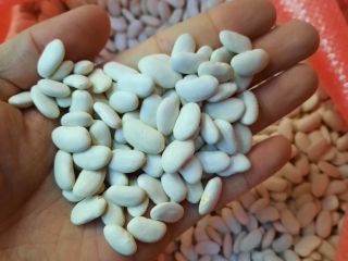 frijoles blancos y rojos 1. Especificación: humedad 16% máx.,