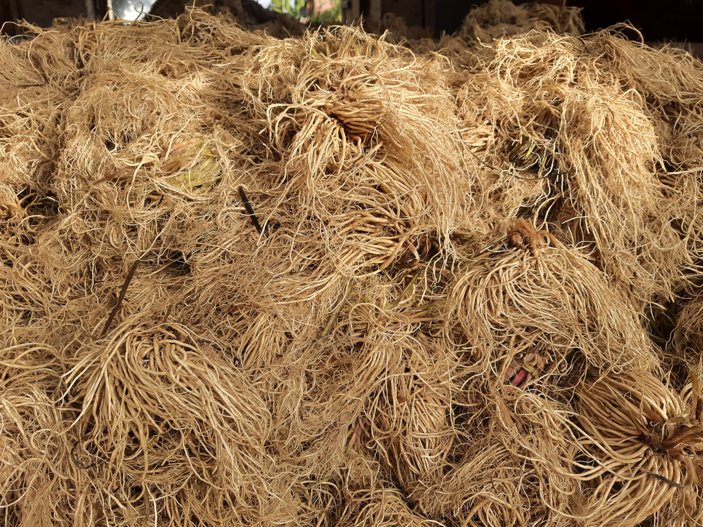 Venderé raíz de valeriana enjuagada y seca