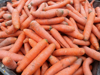 Venderé zanahorias "od kind" para alimentación animal. Forraje sano