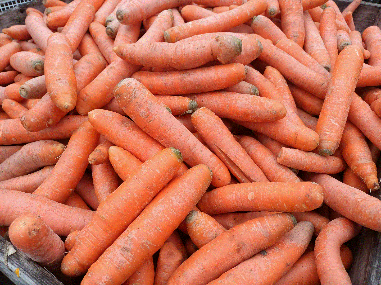 Venderé zanahorias "od kind" para alimentación animal