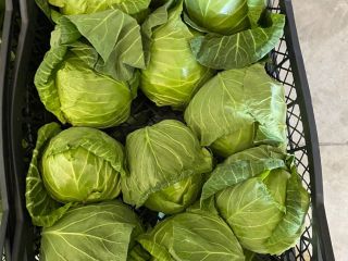 Comprar Col de Primavera Temporada 2023 Origen: Albania Todos