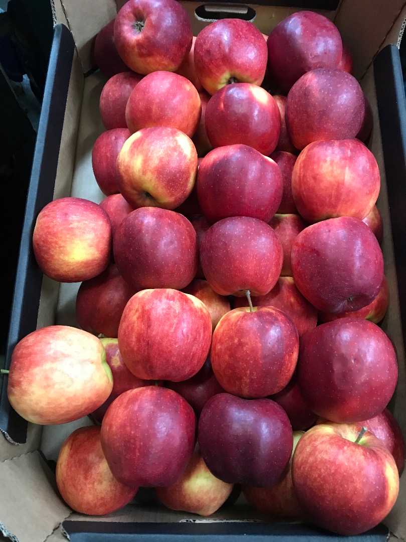 Vendo manzanas de la variedad Szampion Prince golden jonagored gloster