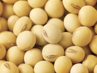 Vendo soja directamente del productor Watsapp